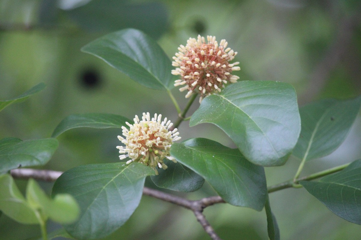 Mitragyna parvifolia (Roxb.) Korth.